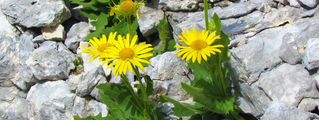 Arnica - a erva que cura hematomas e inchaços Arnica - a erva que cura hematomas e inchaços