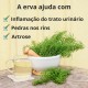 Caule de Cavalinha - 3x70g
