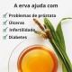Tanchagem - 3x70g