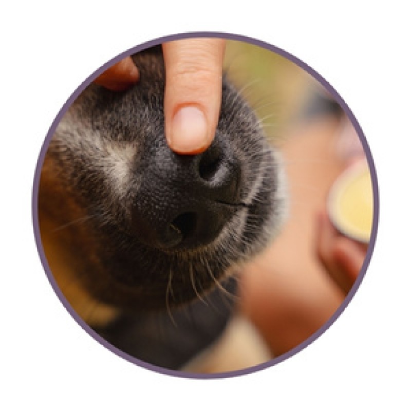 Pomadas para cães