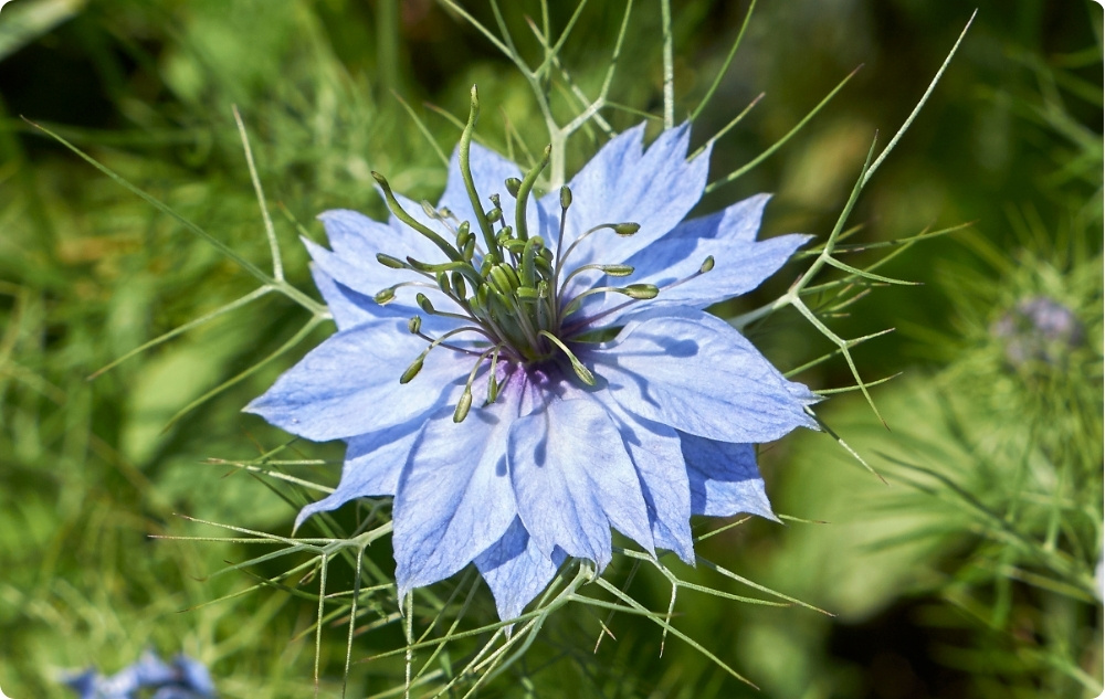 Para que serve o óleo transportador de Cominho Preto?