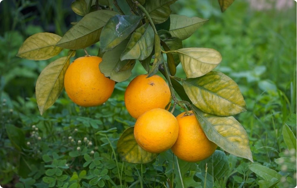 Para que serve o óleo Essencial de Clementina?