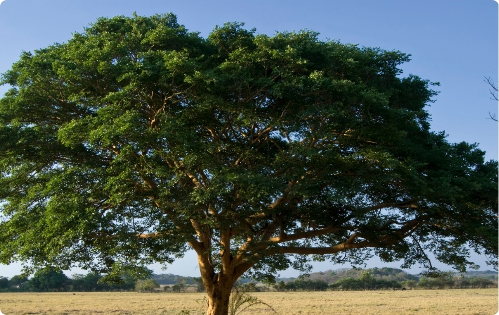 Para que serve o óleo Essencial de Copaiba?