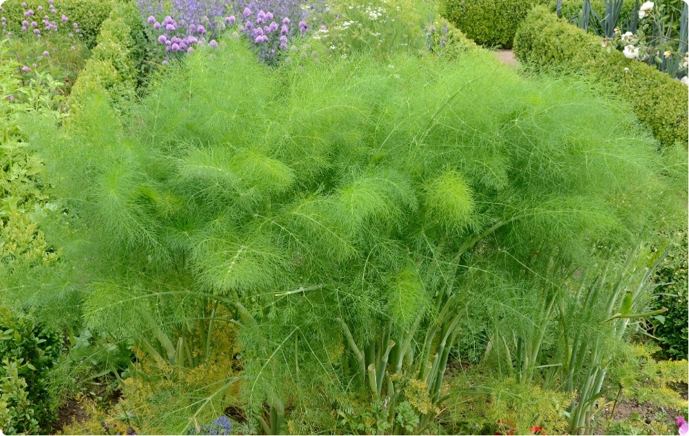 Para que serve o óleo Essencial de Aneto?