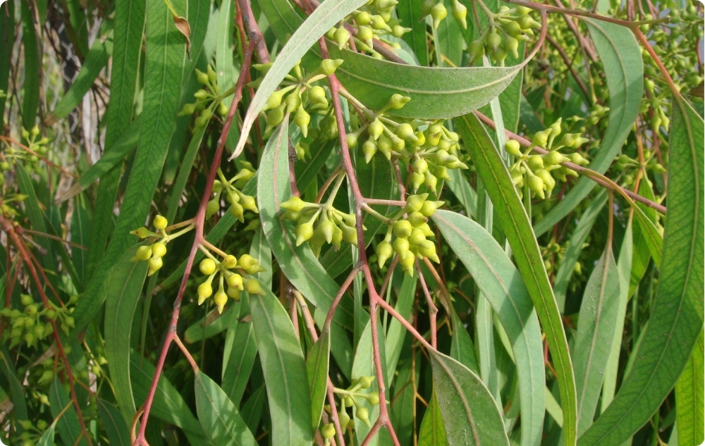 Para que serve o óleo Еssencial de Eucalipto Citriodora?