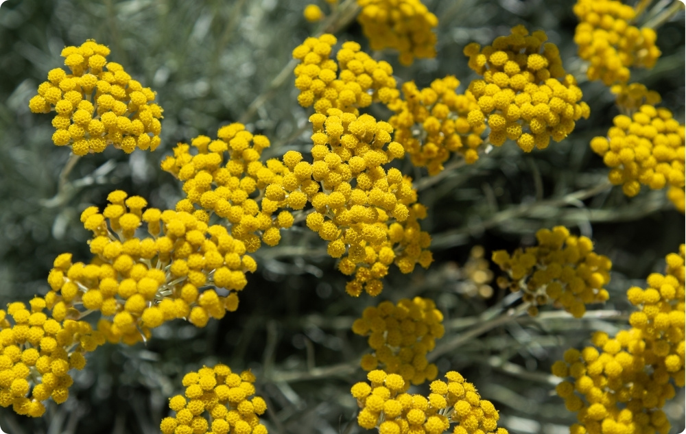 Para que serve o óleo Essencial de Helichrysum?
