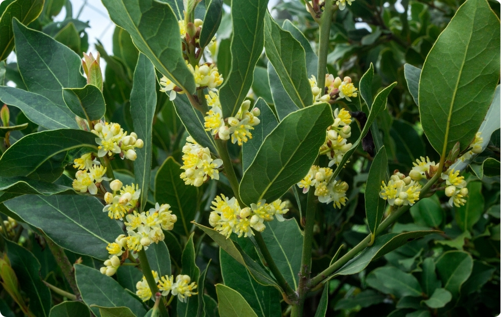 Para que serve o óleo Essencial de Louro?