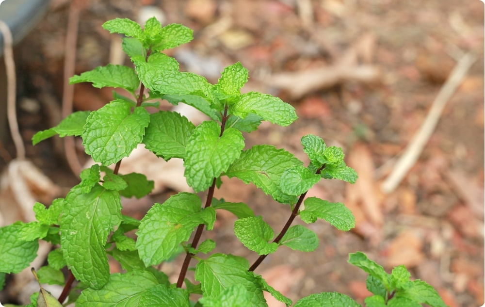 Para que servir uma água Floral de Melissa?