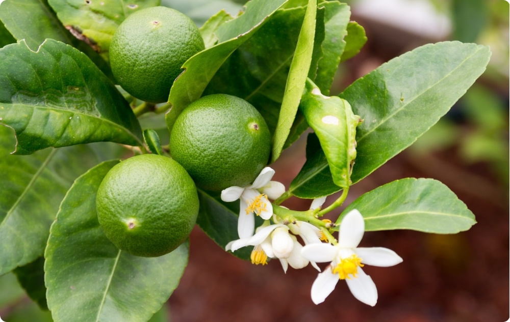 Para que serve o óleo Еssencial de Lima?