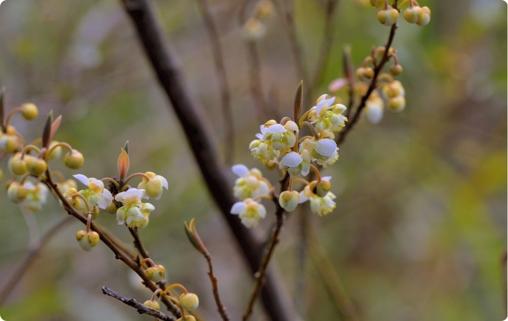 Para que serve o óleo Essencial de Litsea Cubeba?