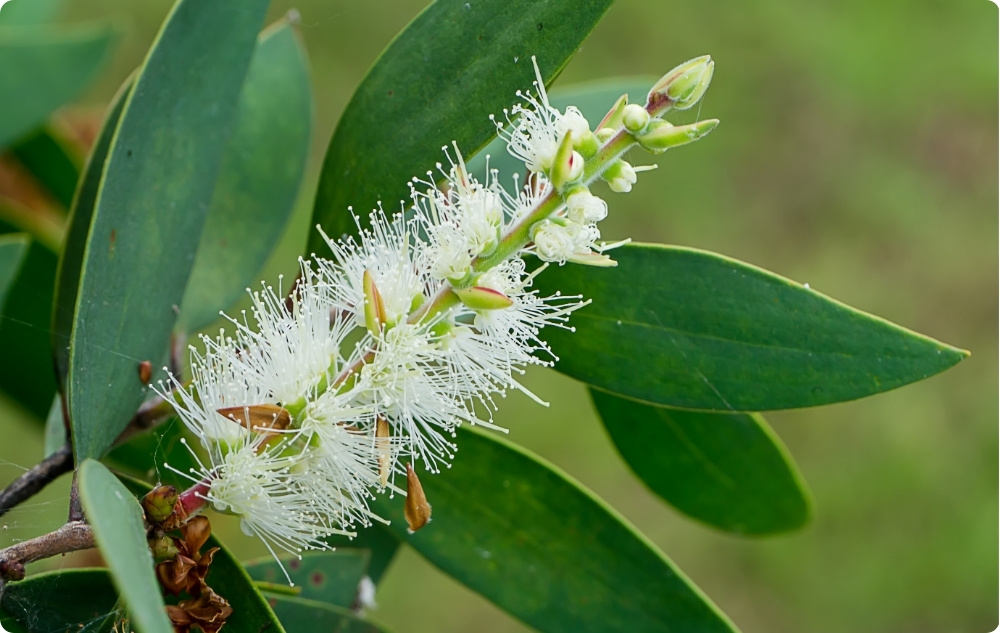 Para que serve o óleo Еssencial de Niaouli?