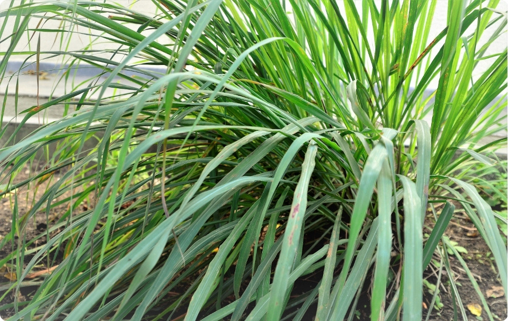 Para que serve o óleo Essencial de Palmarosa?