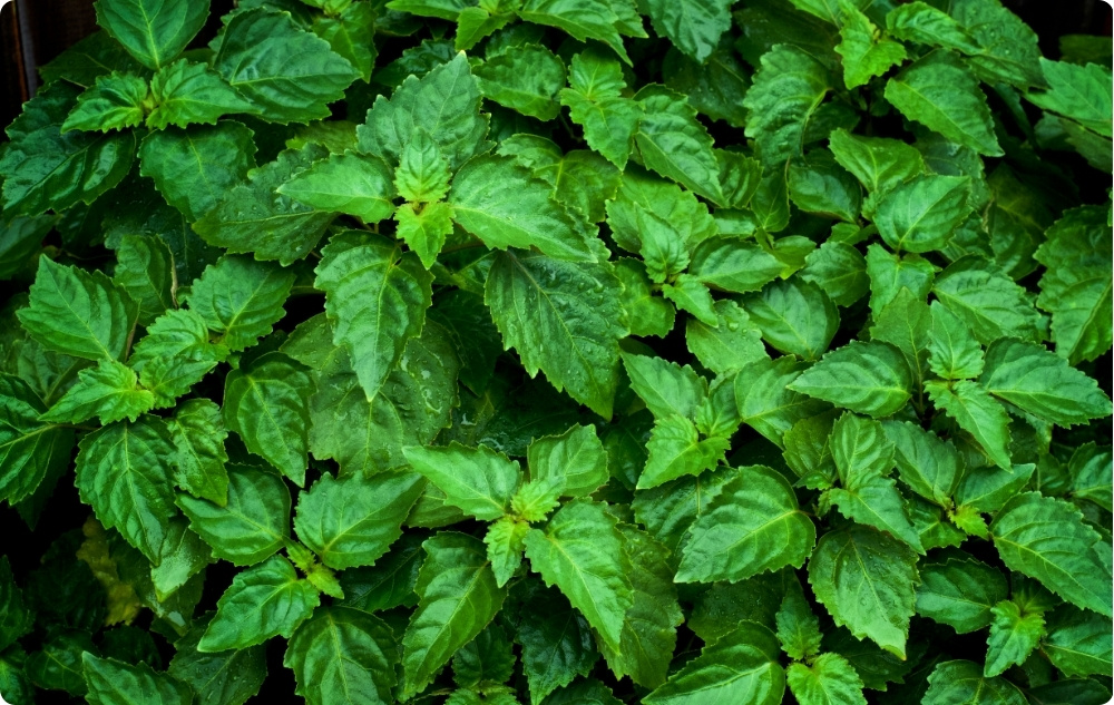 Para que serve o óleo Еssencial de Patchouli?