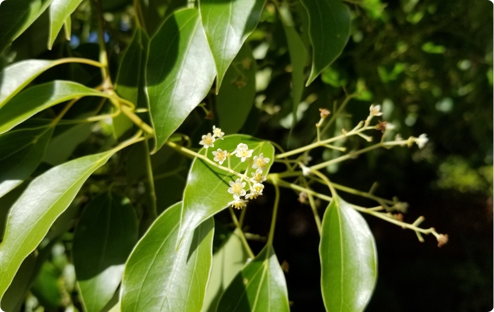 Em que é que o óleo Essencial de Ravintsara?