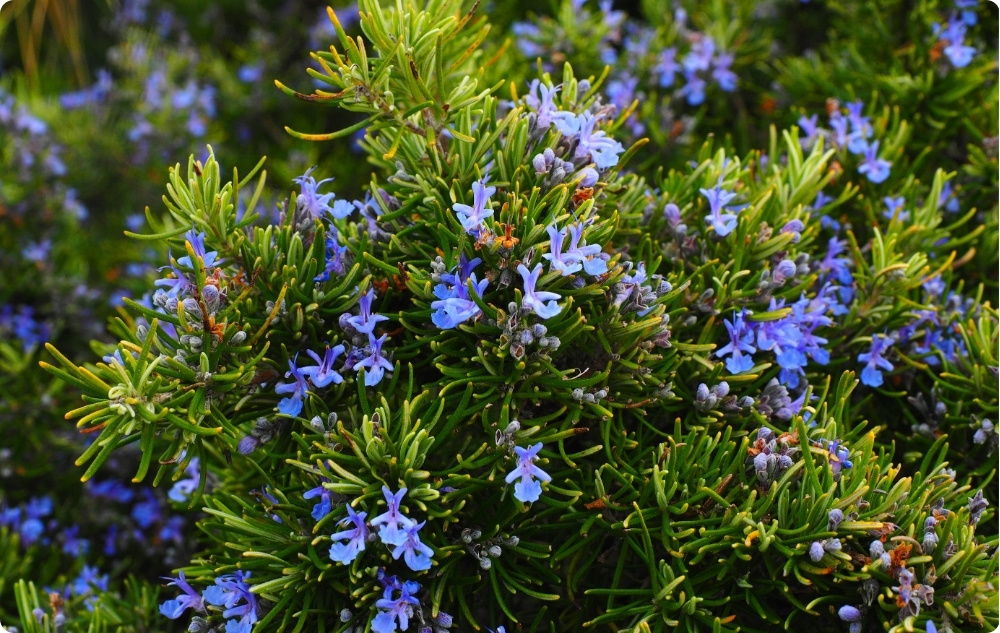 Para que serve o óleo Essencial de Alecrim Cânfora?