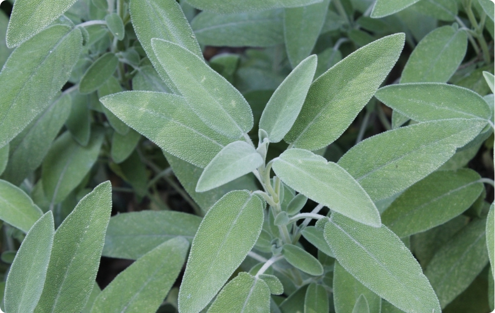 Em que é que o óleo Essencial de Sálvia?