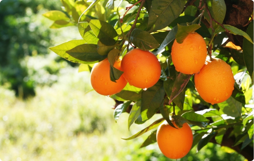 Para que serve o óleo Essencial de Laranja Doce?
