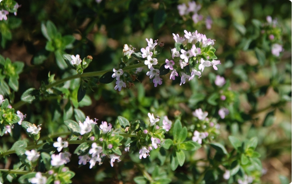 Para que serve o óleo Essencial de Tomilho Timol?