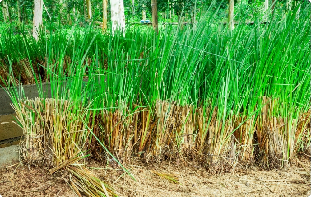 Para que serve o óleo Essencial de Vetiver?