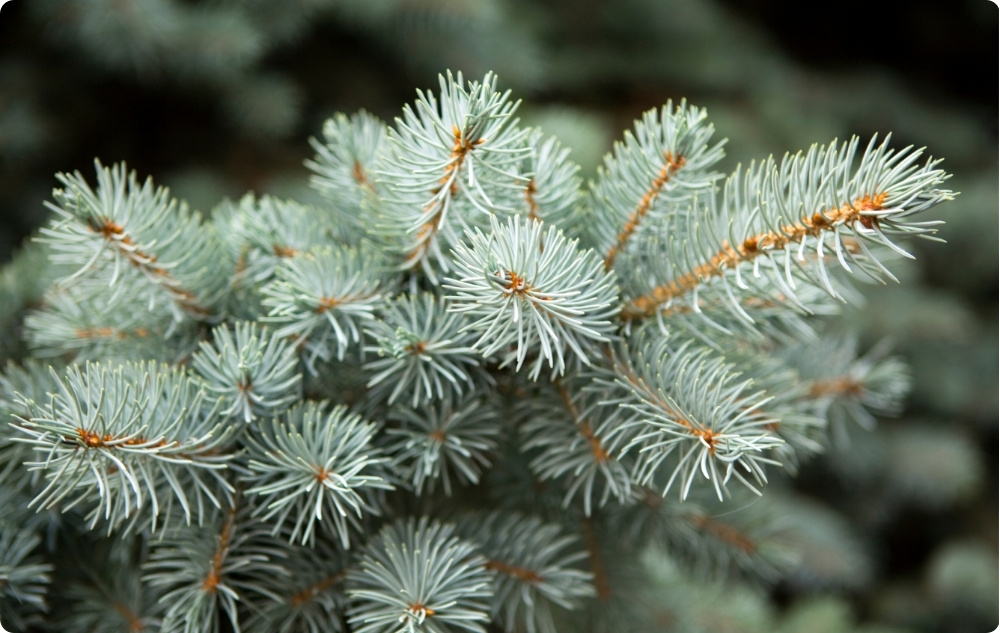 Para que serve o óleo Essencial de Abeto Branco?