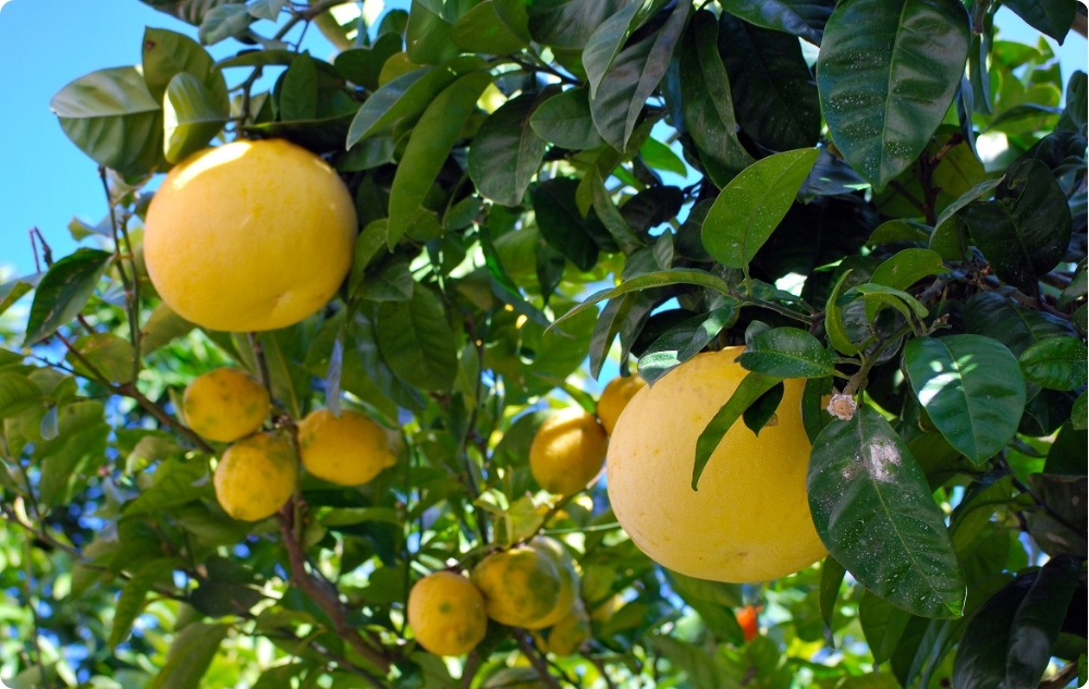 Para que serve o óleo Essencial de Toranja Branca?