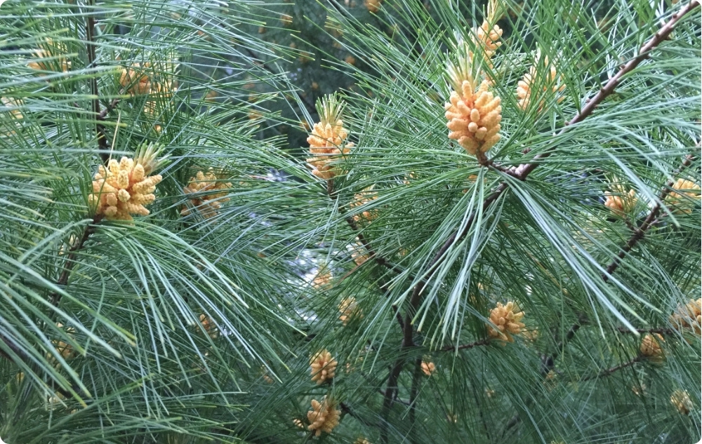 Porque escolhemos os óleos Essenciais de Amêndoa Doce, Pinheiro e Abeto Branco?