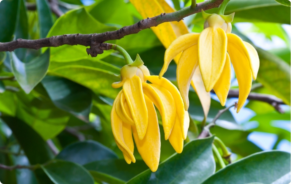 Para que serve o óleo Essencial de Ylang-ylang?