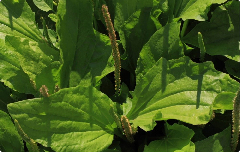 Bálsamo Anti Irritação para Animais com Tanchagem  - 40ml